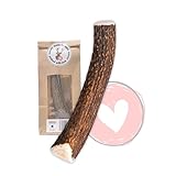 FOURLEGS® natürlicher Kausnack für Hunde aus 100% Hirschgeweih - Mineralstoffe, Kauspielzeug, Kaustange, Wildgeschmack, Geweih, Knochen, Hirsch, Kauartikel - Größe M ganz