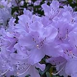 rhododendron, azalee zimmerpflanze deko blumenwiese für sonnige plätze gartenblumen 40samen