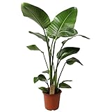 Plant in a Box - Strelitzia Nicolai - Paradiesvogelblume - Zimmerpflanze - Topf 21cm - Höhe 90-110cm