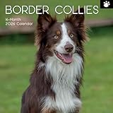 TGSC Border Collies Kalender 2026, 16 Monate (Septer 2025-Dez. 2026), quadratischer Wandkalender 2026 UK, Planer mit großem Raster für die Organisation zu Hause oder im Büro, Hunde 2026/2025, Kalender