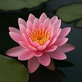 Pinke Seerose für den Gartenteich, Aquarium, Naturteich, mini Teich, Knolle mit Austrieb, Teichrose, Seerose, Nymphaea