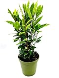 - echter Lorbeer - Italienischer XL Gewürzlorbeer - Laurus nobilis im 14 cm Topf 35-45cm 1stk.
