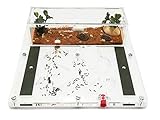 ANTHILLSHOP Ant Farm - Acryl Ameisenfarm - 20x20cm mit Deckel | Schaumstoff-Feuchtigkeitssystem | Kasten Transparent | Free Ameisen enthalten 20-30 Ameisen