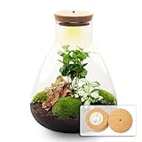 urbanjngl.com - Flaschengarten - Sam Coffea - Pflanzen im Glas mit Licht - ↑ 30 cm Sam led coffea - Do-It-Yourself Paket - DIY-set - Pflanze im Glas - Komplettset Terrarium - Pflanzenterrarium Sam led