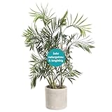 EGLO LIVING Kunstpflanze Tobetsu, 75 cm, künstliche Zimmerpflanze Palme im Topf, naturgetreue Wohnzimmer Deko Pflanze, Kunstpalme groß, grüner Kunststoff und brauner Paper Pulp