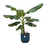 Kombi-Angebot - Bananenpflanze (Musa) inklusive Luxustopf