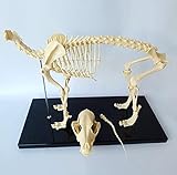 Anatomisches Modell Hund Skelettmuster Modell Anatomie Bildung Modell Von Tieren, Humanbiologie Professor Veterinary Education Demonstration Werkzeug Hund (64Cmx10cmx30cm)