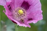 Echter Schlafmohn Samen, 1500 Samen, lila Mohnblumen Saatgut lat. Papaver Somniferum, große lila Blüten mit langer Blühdauer für Insekten (1500 Samen)