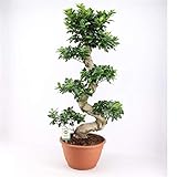 Bonsai Ficus Microcarpa Ginseng (S-Form) – 80-100 cm – Pflegeleichte Zimmerpflanze, ideal für Anfänger, Wohn- und Büroschmuck