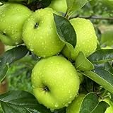 Apfelbaum, aApfel nachhaltige geschenke säulenobstbäume winterharte für balkon geschenke für gartenfreunde seltene 30Samen
