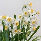 4 pcs Narzissen Zwiebeln Winterhart MehrjäHrig - Narcissus Flower Blumenzwiebeln, Osterglocken Zwiebeln - Seltene Pflanzen Garten Blumen Narcissus Frühlingsblumen Zwiebeln Balkon Blumen