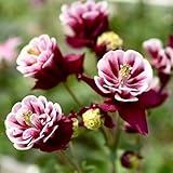 1000 pcs Akelei Samen Mehrjährig Winterhart FrüHlingsblumen Blumen Geschenk Aquilegia Columbine - Zimmerpflanze Saat Winterharte Stauden Hochbeet Balkon Blumensamen Bienenwiese Plants