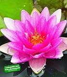 BALDUR Garten Seerose (Nymphaea) Pink, 1 St. Wasserpflanze Teichpflanze