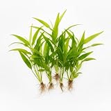 WASSERPFLANZEN WOLFF - 5 Einzelne Echinodorus Bleheri, breitblättrige Amazonasschwertpflanze | Große Amazonasschwertpflanze | Aquarium Klassiker Hintergrund Solitärpflanze