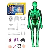 tulahkomen Menschliche Anatomie-Modell für Kinder, 3D-Modelle für menschliche Körperstruktur, pädagogische Lehrhilfe für Wissenschaftspädagogen, Studenten, Lerner, Mädchen, Jungen, Kinder im