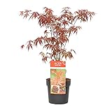 Acer palmatum 'Atropurpureum' - Japanischer Ahorn - Strauch - Winterhart – ⌀19 cm - 55-65 cm