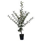 Apfelbaum Cox Orange Renette aromatischer Winterapfel Spindelbaum 100-120 cm 5 Liter Topf, M7