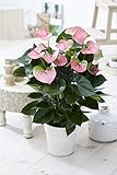 1 x Pink Flamingo Blume Anthurium lebende Pflanze in Keramik Topf für Zuhause/Büro