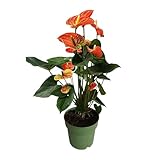 Plant in a Box - Flamingoblume - Anthurium 'Madural Orange' - Höhe 55-70cm - ø17cm