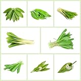 200 pcs bärlauch samen kaufen kräuter pflanzen balkonpflanzen kräutergarten garten pflanzen hochbeet garten pflanzen winterharte mehrjährige blumen winterhart pflanzen für garten