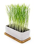 Pfotenolymp® Premium Katzengrasschale/Katzengras Set - Katzengras Schale aus Keramik - Pflanzset fertig mit Samen, Erde und Topf für Katzen - mit Keramikschale - DIY