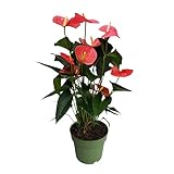 Plant in a Box - Flamingoblume - Anthurium 'Maine Pink' - Höhe 55-70cm - ø17cm