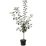 Cox Orange kleinbleibender Apfelbaum Obstbaum als Zwergbaum 110-140 cm 10 Liter Topf M26