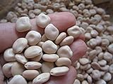 Portal Cool Dolce Lupino Bean italiano libanese Gourmet Bean Rare Heavy Cropper 25 semi