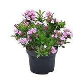 Weigelie 'Pink Poppet'®, Zierstrauch, Gartenpflanze, kompakter Strauch, zarte rosa Blüten, dekoratives Laub, pflegeleichter Strauch, sommerblühend, niedriger Wuchs, ideal für kleine Gärten