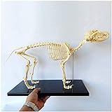 CRBUDY Anatomiemodell Skelettmodell Anatomiemodell, ionales Modell Hundeskelett Anatomisches Modell Hundeskelett Anatomie Tieranatomisches Modell für Veterinärlehre Demonstrationswerkzeug