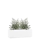 Pflanzwerk® Pflanzkübel TUB Weiss 17x50x17cm XXL – Rechteckig – Großer Fiberglas Blumenkübel für Garten & Fensterbank außen und innen - Frostbeständig - UV-Schutz - Markenqualität