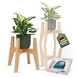 URBAN NEST Pflanzenständer Holz verstellbar und stapelbar - Premium Blumenständer Blumenhocker Pflanzenregal Pflanzenhocker aus Bambus - plant stand