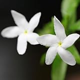 Gardenia pflanze - samen pflanzensamen Gardenia samen deko pflanzen kräuterpflanzen balkonpflanzen winterhart winterharte kübelpflanzen pflanztöpfe kräutersamen winterharte blumen 6pcs