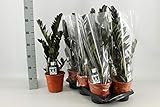 Zamioculcas Raven ca. 60 cm - Schwarze Zamioculcas - Zimmerpflanze