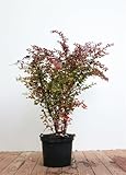Berberis thunbergii 'Atropurpurea' 60-80 cm - Blutberberitze, purpurrote Blätter, ideal für Hecken, pflegeleicht, winterhart, bienenfreundlich