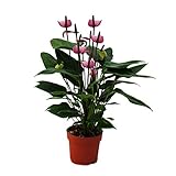 Exotenherz - Flamingoblume 'Lila Fiorino' violett Anthurium andreanum 14cm