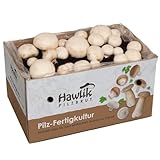 Hawlik Pilzbrut - Weiße Champignons Pilzzuchtset groß - Pilze zum selber züchten - frische Pilze ernten - kinderleicht Pilze züchten - ohne Vorkenntnisse – Zuchtset für zuhause