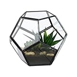 Relaxdays Pflanzenterrarium, Glas & Zinn, Deko Glashaus für Kakteen & Moos, offener Glaskasten für Fensterbank, schwarz