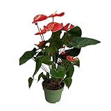 Plant in a Box - Flamingoblume - Anthurium 'Madural Red' - Höhe 55-70cm - ø17cm