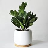 250 pcs glücksfeder kaufen samen - Zamioculcas zamiifolia - pflanztöpfe, indoor plants for living room glücksfeder zimmerpflanze nachhaltige geschenke, pflanzen winterhart draußen