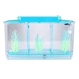 Aquarium, drei Unterteilungen, Zucht-Isolation, Mini-Aquarium, komplettset, LED-Acryl-Box für kleine Fische (lila) (blau)