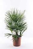Winterharte Zwergpalme Chamaerops Humilis, ca. 60 cm - Ideal für Gärten & Terrassen, Frosthart & Pflegeleicht, Mehrjährige Gartenpalme