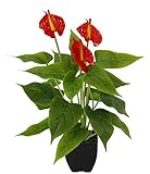 Künstliche Anthurium Pflanze im Topf Anthurie exotische Flamingoblume Flamingo Blume exotische Pflanze mit roten Blüten Flamingopflanze Kunstpflanze Dekopflanze Kunstblume Deko Zimmerpflanze Calla