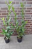 30 Kirschlorbeer „Caucasica“ 70-100cm Heckenpflanzen Prunus Heckenpflanze im großen Topf XXL Bewährte, normalwachsende Kirschlorbeer-Sorte, Forsthart, immergrün ✓