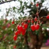 250 pcs Goji Beeren Samen, Gojibeere, seltene pflanzen, pflanzen samen indoor Lycium chinense, Gojibeere, bonsai baum, gewächshaus obstbäume bonsai topf exotische pflanzen exotische