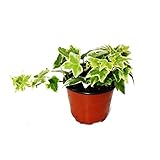 Exotenherz - Hedera helix - Efeu, weißbuntes Laub, 9cm Topf