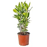 Bloomique - Laurus Nobilis - Lorbeer Pflanze - Gartenpflanzen Winterhart - Gartenkräuter Pflanzen - Höhe 30-40 cm - Topf 15 cm