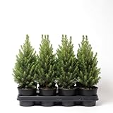 Picea glauca Conica Zuckerhutfichte im Topf kleiner Weihnachtsbaum winterhart immergrün pflegeleicht ideal für Terrasse Balkon und Garten