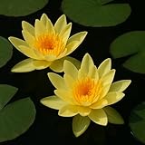 Gelbe Seerose für den Gartenteich, Aquarium, Naturteich, mini Teich, Knolle mit Austrieb, Teichrose, Seerose