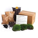 Flaschengarten Paket - Nachfüll & Starterpaket DIY - Pflanzenterrarium Nachfüllset